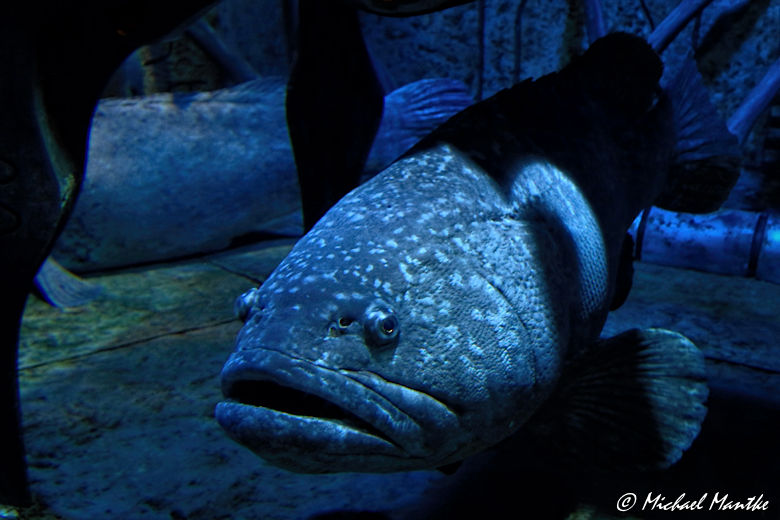 Unterwasserwelten - Riesenfisch