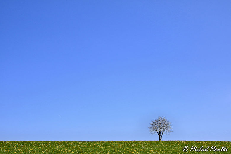 Panoramaweg St. Märgen - Einzelner Baum auf Wiese vor blauem Himmel