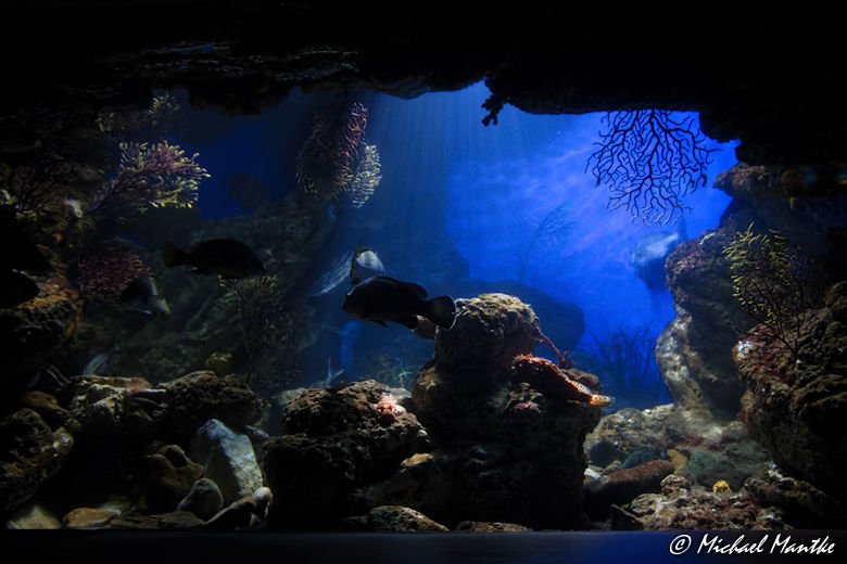 Unterwasserwelten - Meeresaquarium