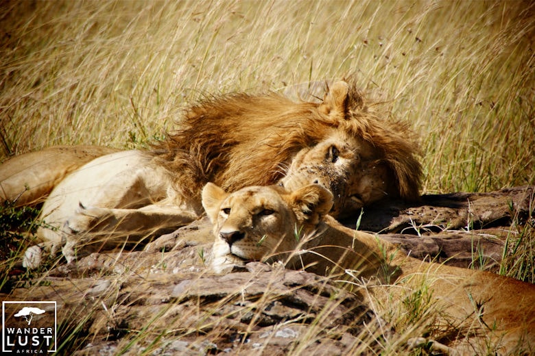 Wanderlust Africa Löwen