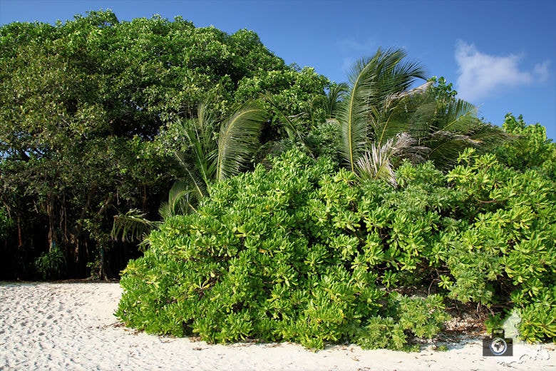 Vegetation auf Ukulhas, Malediven