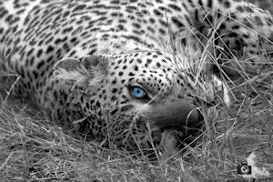 FotoJuwel - Leopard im Gras