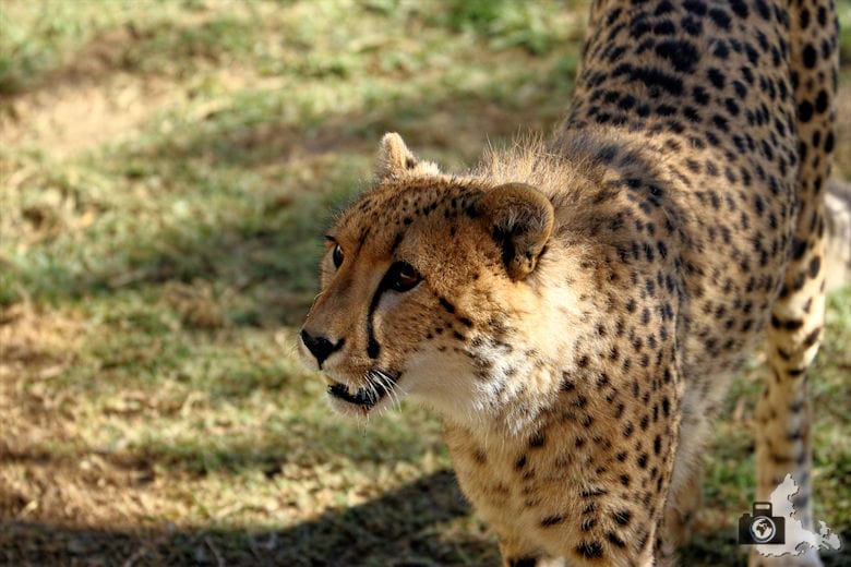 Cango Wildlife Ranch - Gepard